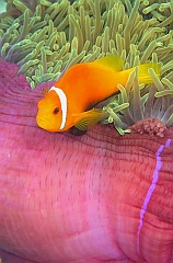 IMG_0485rf_Maldives_Madoogali_House reef_Poisson clown des maldives_Amphiprion nigripes